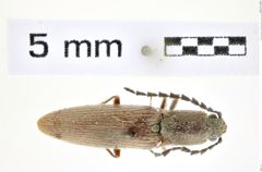 Foto (Dorsalansicht) von Proludius tenellus (Van Dyke, 1932) (NHMW-ZOO-COL-0008342)